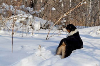 Картинка животные собаки снег бордер-колли