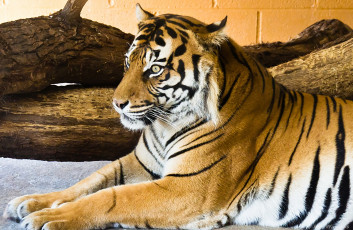 Картинка животные тигры тигр отдых зоопарк