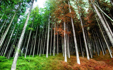 Картинка природа лес краски стволы ели