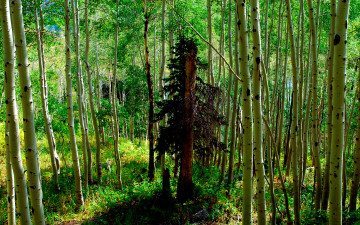 Картинка природа лес ствол осины ель сломанный
