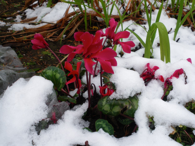 Обои картинки фото цветы, цикламены, снег