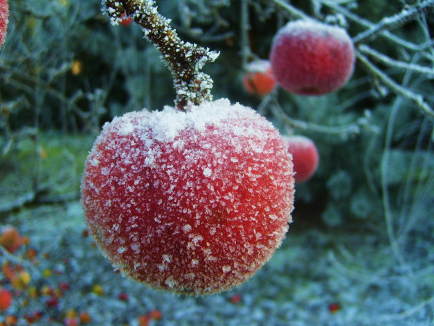Обои картинки фото природа, плоды, заморозки, иней, яблоки