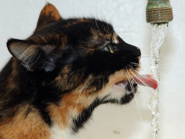 Обои картинки фото животные, коты, язык, вода