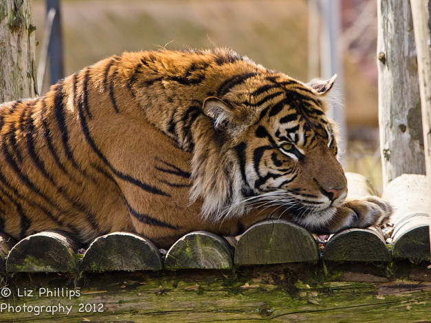 Обои картинки фото животные, тигры, тигр, серьёзный, морда