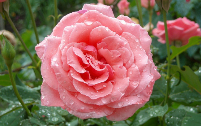 Обои картинки фото цветы, розы, вода, розовый, капли