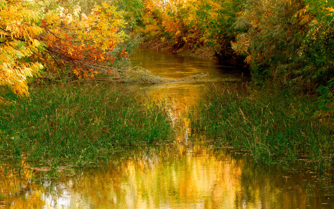 Обои картинки фото природа, реки, озера, кусты, трава, деревья, заводь, река