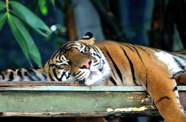Обои картинки фото животные, тигры, спит, тигр, на, столе