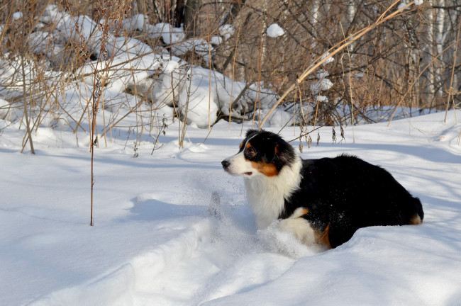 Обои картинки фото животные, собаки, снег, бордер-колли