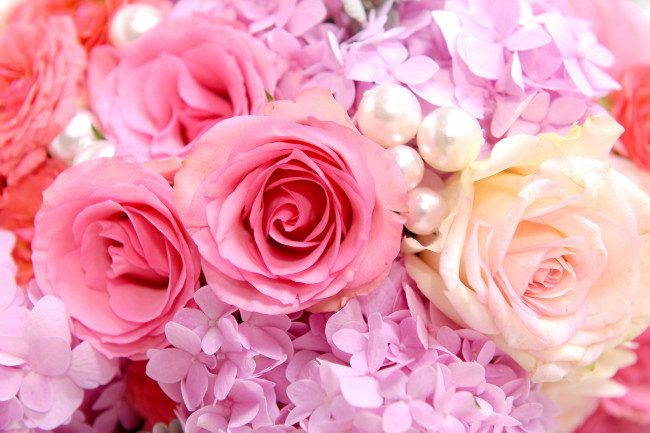 Обои картинки фото цветы, разные, вместе, гортензия, розы