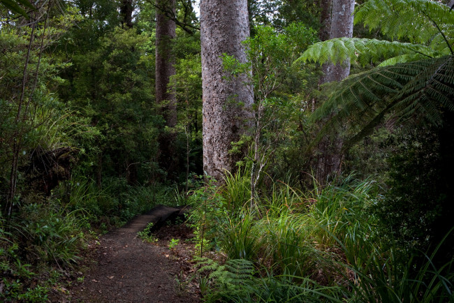 Обои картинки фото waitakere, ranges, new, zealand, природа, дороги, лес, дорога, деревья, национальный, парк