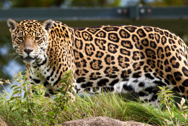 Обои картинки фото животные, Ягуары, ягуар, идёт, морда, взгляд