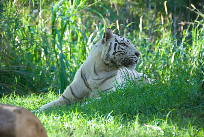 Обои картинки фото животные, тигры, на, траве, тигр, белый
