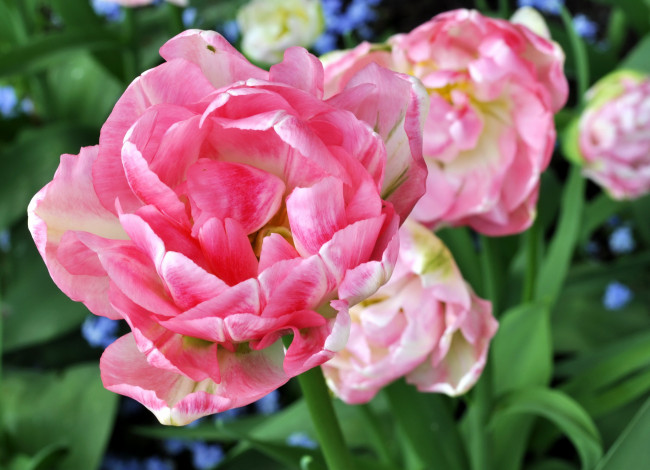 Обои картинки фото цветы, тюльпаны, angelique