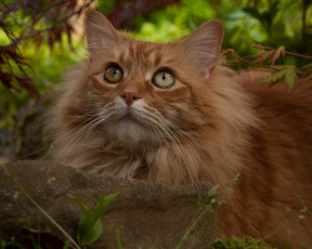 Картинка животные коты рыжий кот камень