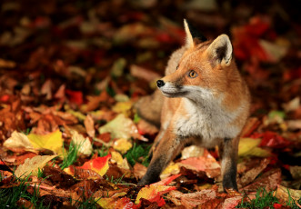 Картинка животные лисы лисёнок листья осень