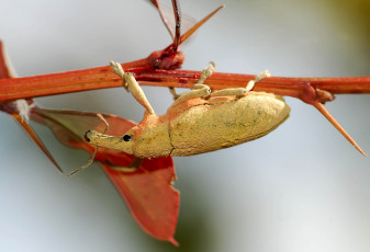 Картинка животные насекомые жук иглы ветка