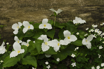Картинка цветы триллиумы много белый трилистник