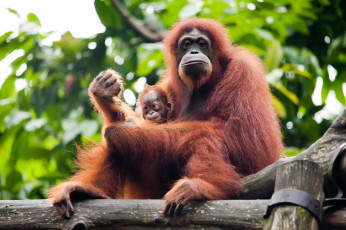Картинка животные обезьяны орангутанг мама малыш забавные