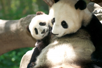 Картинка животные панды мама малыш мишки милые