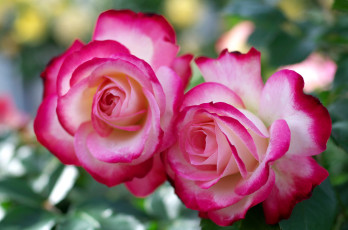 Картинка цветы розы пара красавицы
