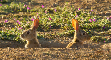 Картинка животные кролики зайцы нора