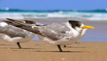 Картинка животные Чайки бакланы крачки пляж песок морские птицы