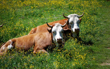 обоя животные, коровы, буйволы, трава