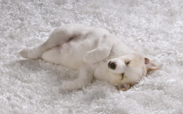 Картинка животные собаки щенок белый сон коврик