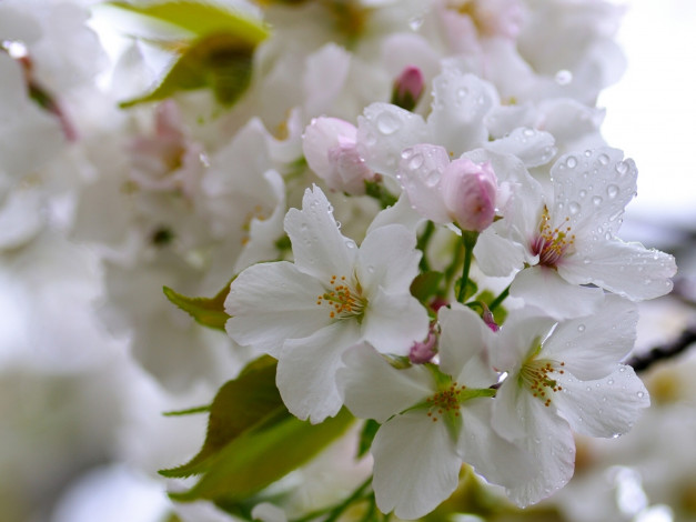 Обои картинки фото цветы, сакура, вишня, капли, макро, цветение
