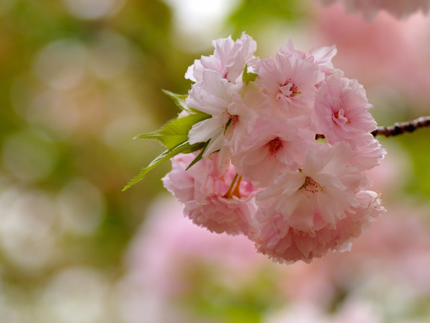 Обои картинки фото цветы, сакура, вишня, соцветие, макро, ветка, цветение