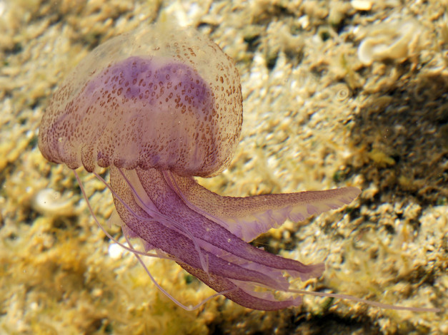 Обои картинки фото животные, медузы, медуза, розовая