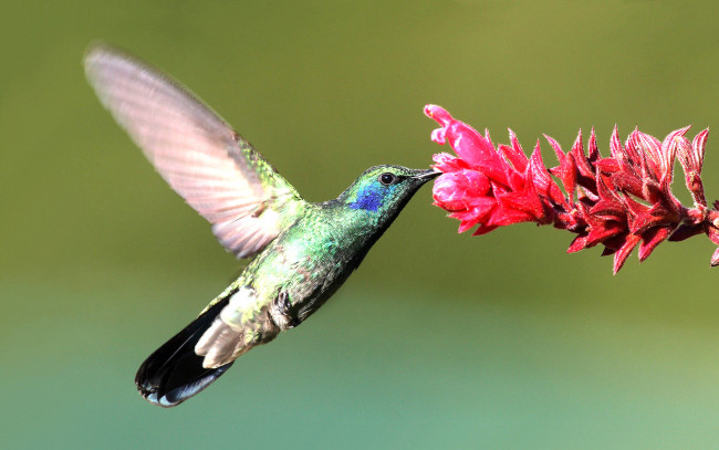 Обои картинки фото животные, колибри, нектар, цветок, полет
