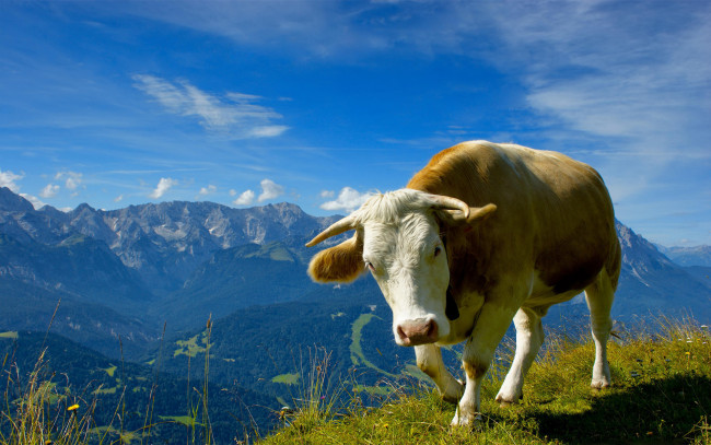 Обои картинки фото животные, коровы, буйволы, горы, корова