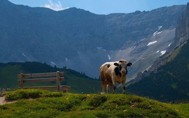 Обои картинки фото животные, коровы, буйволы, корова, горы