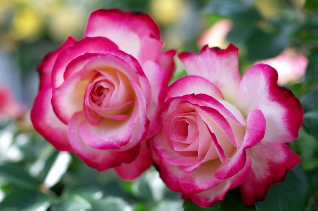 Обои картинки фото цветы, розы, пара, красавицы