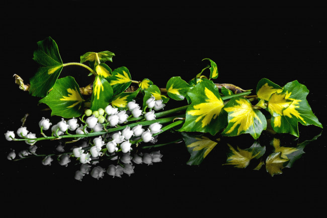 Обои картинки фото цветы, ландыши, белый, листья