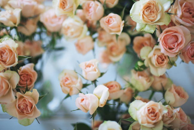 Обои картинки фото цветы, розы, кремовый, много
