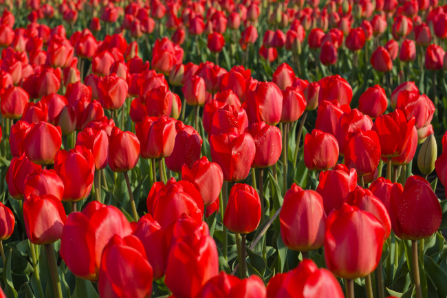 Обои картинки фото цветы, тюльпаны, плантация, красные, поле