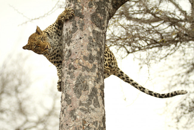 Обои картинки фото животные, леопарды, дерево, кошка, верхолаз