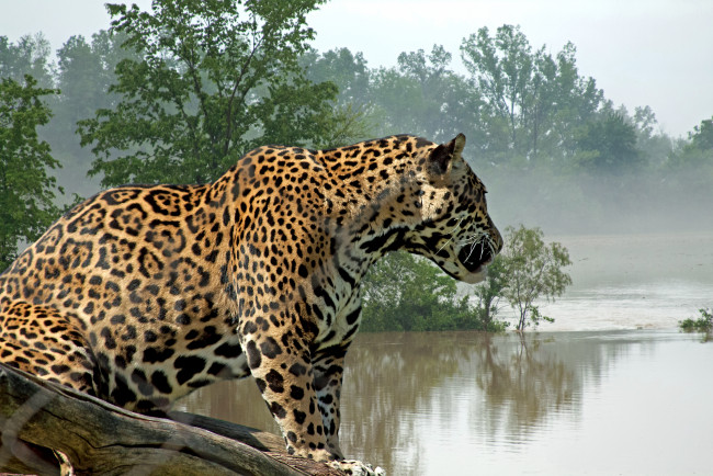 Обои картинки фото животные, Ягуары, река, кошка