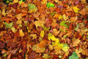 Картинка природа листья цвет осень клен