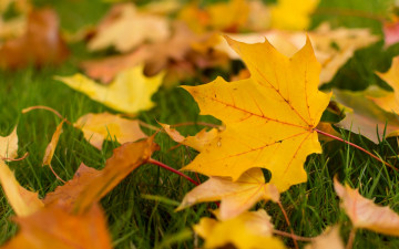 Картинка природа листья желтые осень