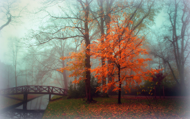 Обои картинки фото природа, парк, пейзаж, туман, осень