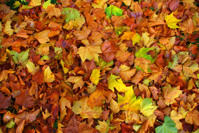 Обои картинки фото природа, листья, цвет, осень, клен