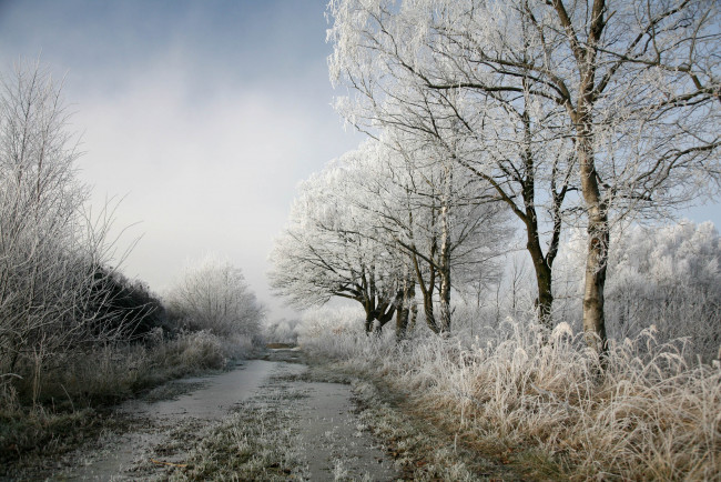 Обои картинки фото природа, зима, снег, аллея, деревья, лужи, трава