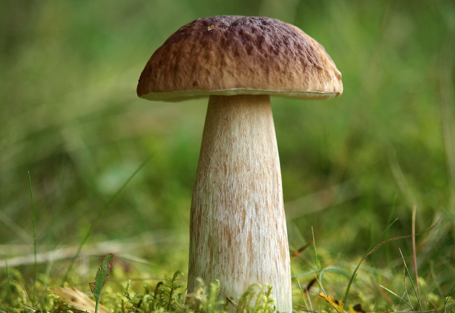 Обои картинки фото природа, грибы, крепыш