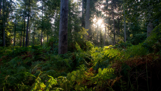 Обои картинки фото природа, лес, утро, свет