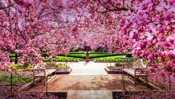 Картинка cherry+blossoms the+national+mall природа парк cherry blossoms the national mall