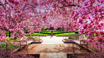 обоя cherry blossoms, the national mall, природа, парк, cherry, blossoms, the, national, mall