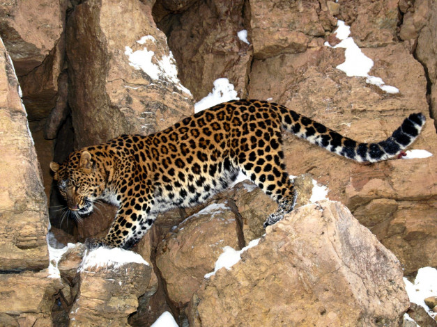 Обои картинки фото животные, леопарды, леопард, скалы, снег